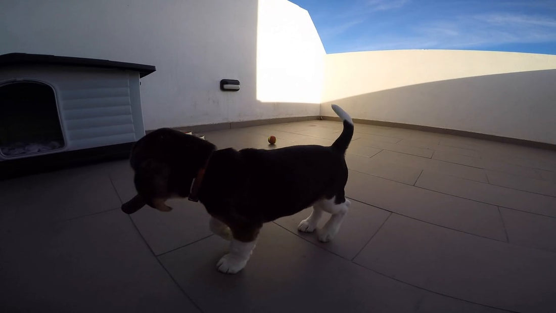 Milo The Beagle's First Week At His New Home Is Just Adorable!