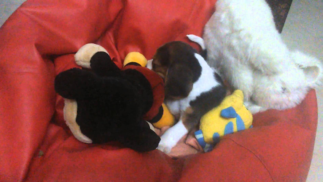 Moglee The Beagle Is So Annoyed With Mickey Mouse That He Wants Him Off His Bean Bag!