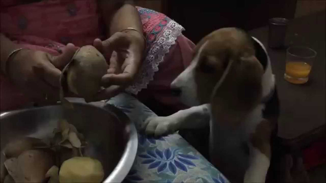 Moglee The Beagle Is Trying Hard To Get His Paws On A...Potato? #PotatoCrazy!