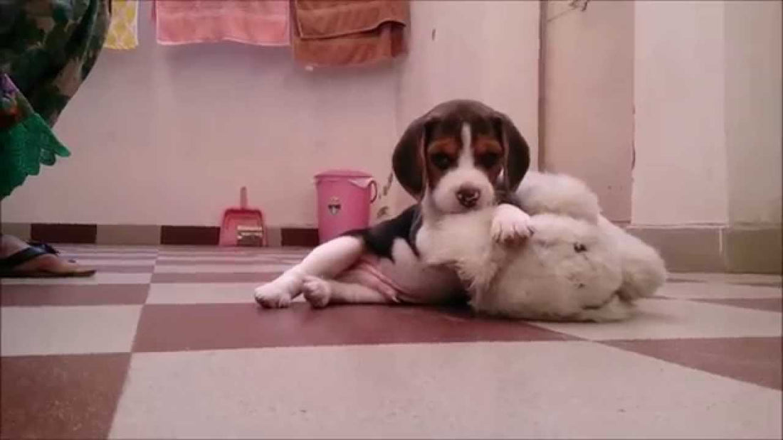 Moglee The Beagle Playing With His New Teddy Is The Best Thing You'll See Today! #CuteAndFluffy!