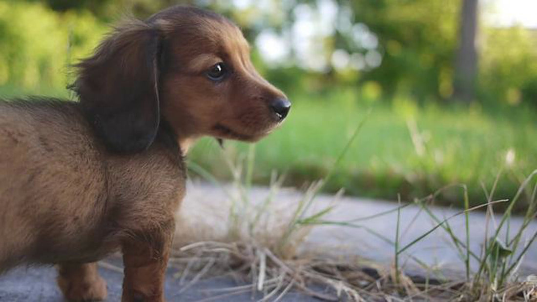 Molly The Dachshund Aspires To Be A Detective! Look At Her Investigate!