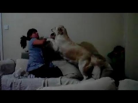 Mom Is Pretending To Hit Her Child. When You See How The Labrador Reacts You'll Want One!