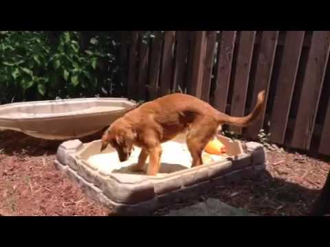 Mommy Gave Her Golden Retriever A Sandbox, But This Pup Had Other Plans!