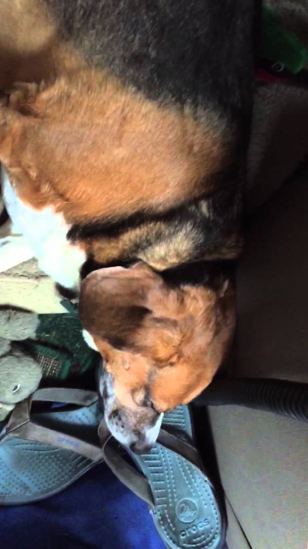 Mommy Was Giving Her Beagle Pup A Belly Rub, Seconds Later This Happens!