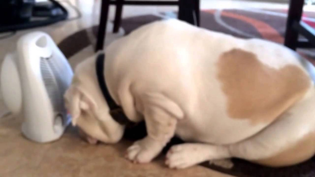 Moose The English Bulldog Was Enjoying Himself, Seconds Later This Happened!