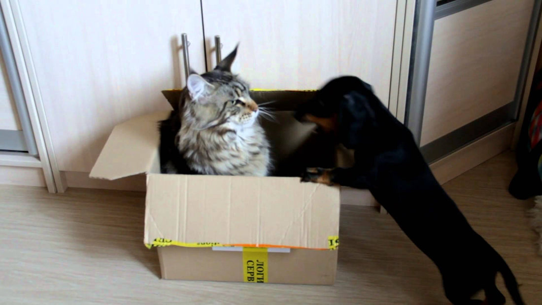 Motya The Adorable Dachshund Tries To Irritate The Cat Sitting In The Box!