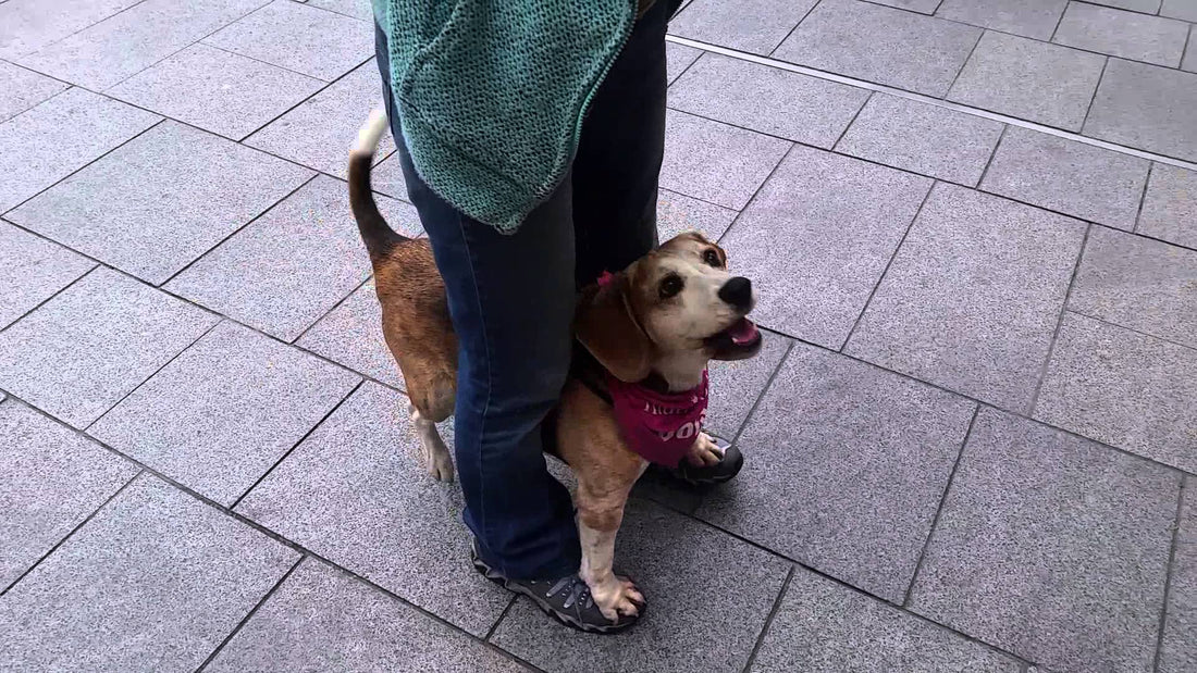 Murphy The Beagle Just Learned A New Trick! It'll Remind You Of The Olden Days! #PerfectPaws!