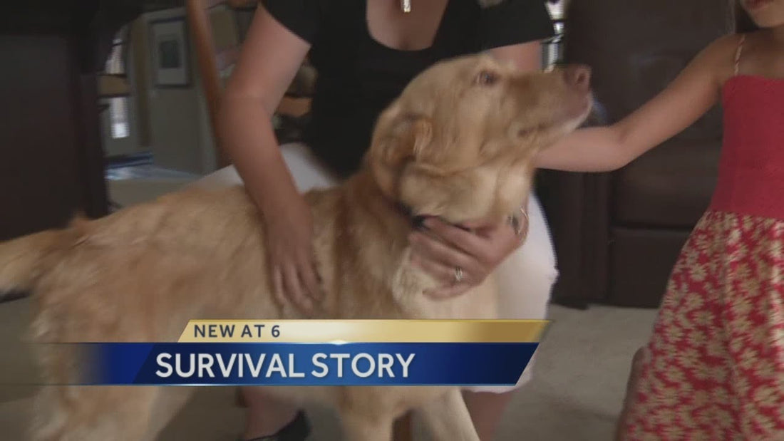 Murphy The Golden Retriever Who Went Missing For 2 Years, Returns Like This