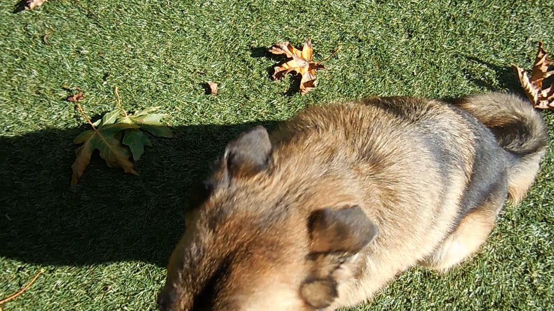 Mylo The Rescued German Shepherd Finds Love At Last!