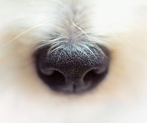 Can You Identify These Dogs By Their Noses?