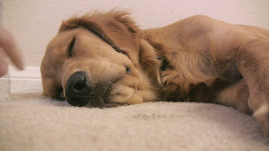 Nothing Can Get in The Way Of This Golden Retriever and Sleep! Not Even Her Person!