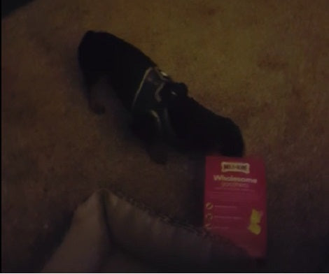 Adorable Pup Goes Ahead And Treats Himself While No One's Looking! LOL