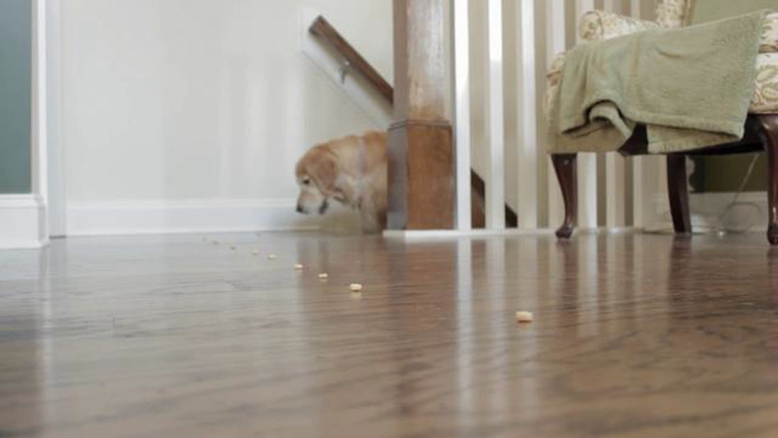 You Won't Believe What Nutmeg The Golden Retriever Loves Eating!