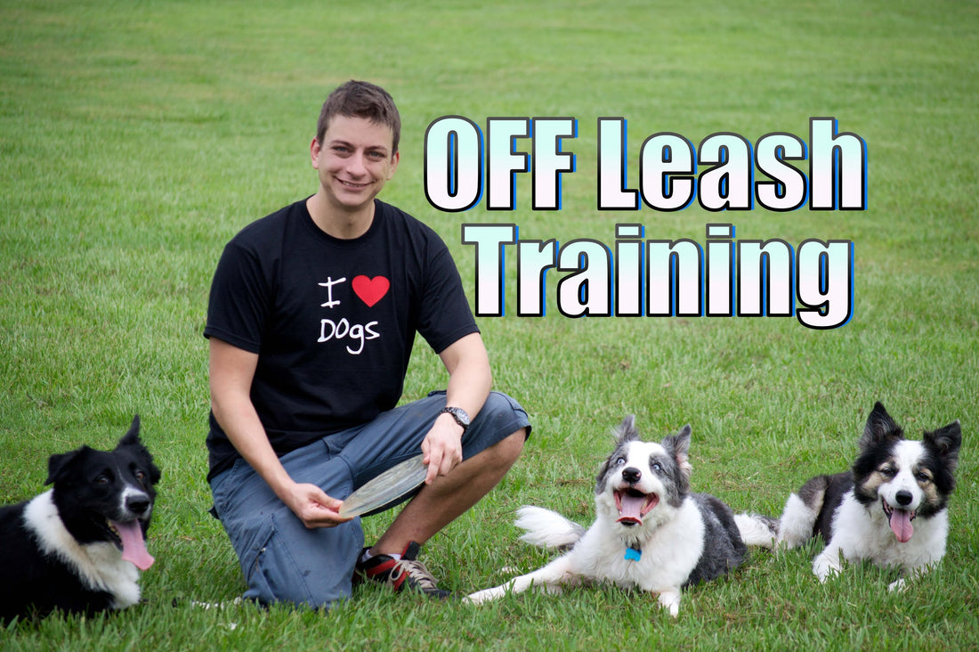 Off-Leash Training 101: It Doesn't Happen Overnight!