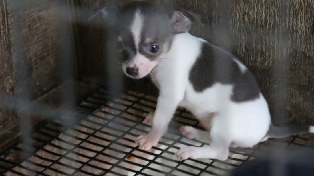 Officials Raid An Abusive Puppy Mill And Rescue 526 Puppies. A Year Later...
