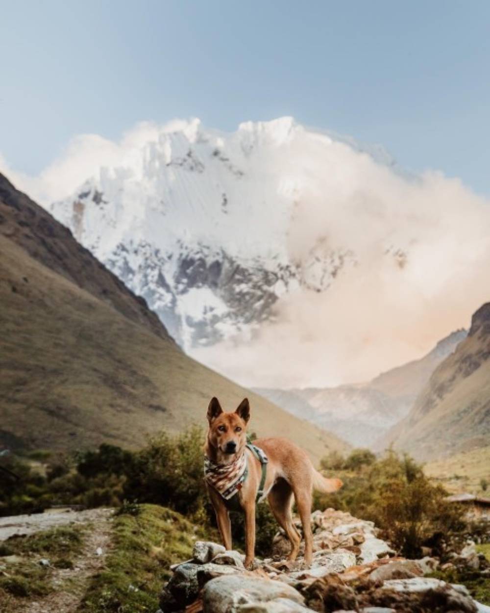 Dog Travels Around The World With Nomadic Parents Who Rescued Her