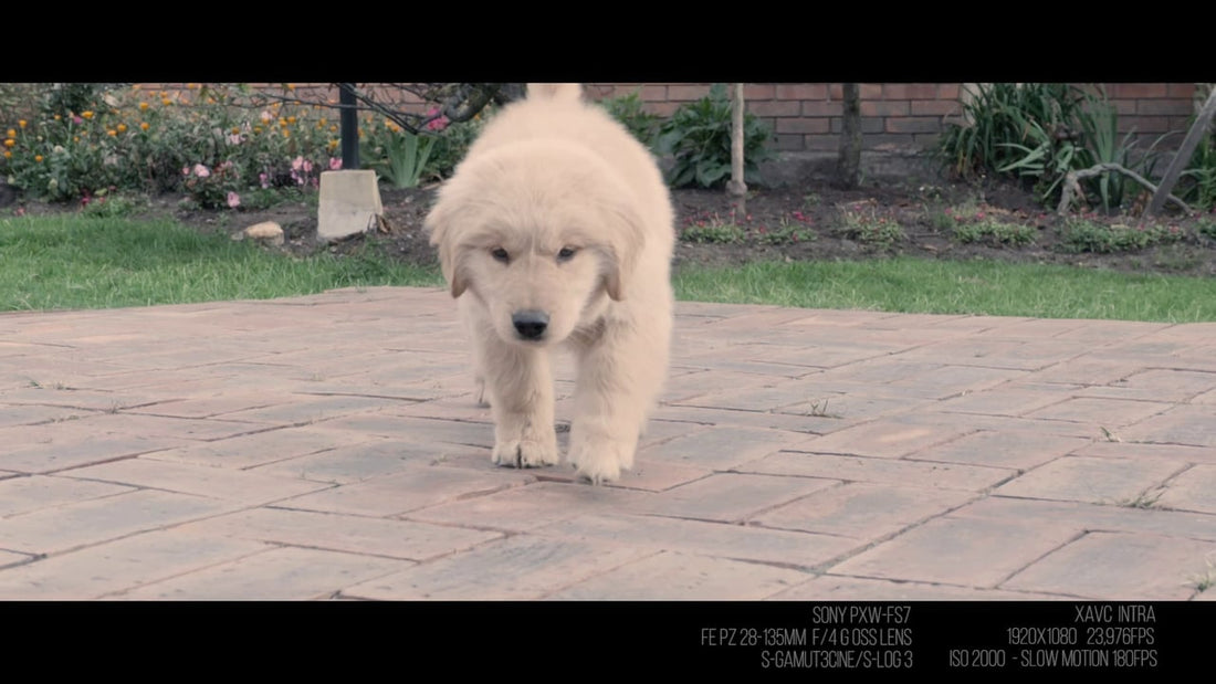 Oliver The Adorable Golden Retriever Playing In Slo-Mo Will Melt Your Heart!
