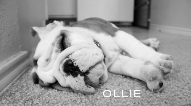 Ollie The English Bulldog Is The Most Adorable Puppy You'll See Today! #LikeAnAngel!