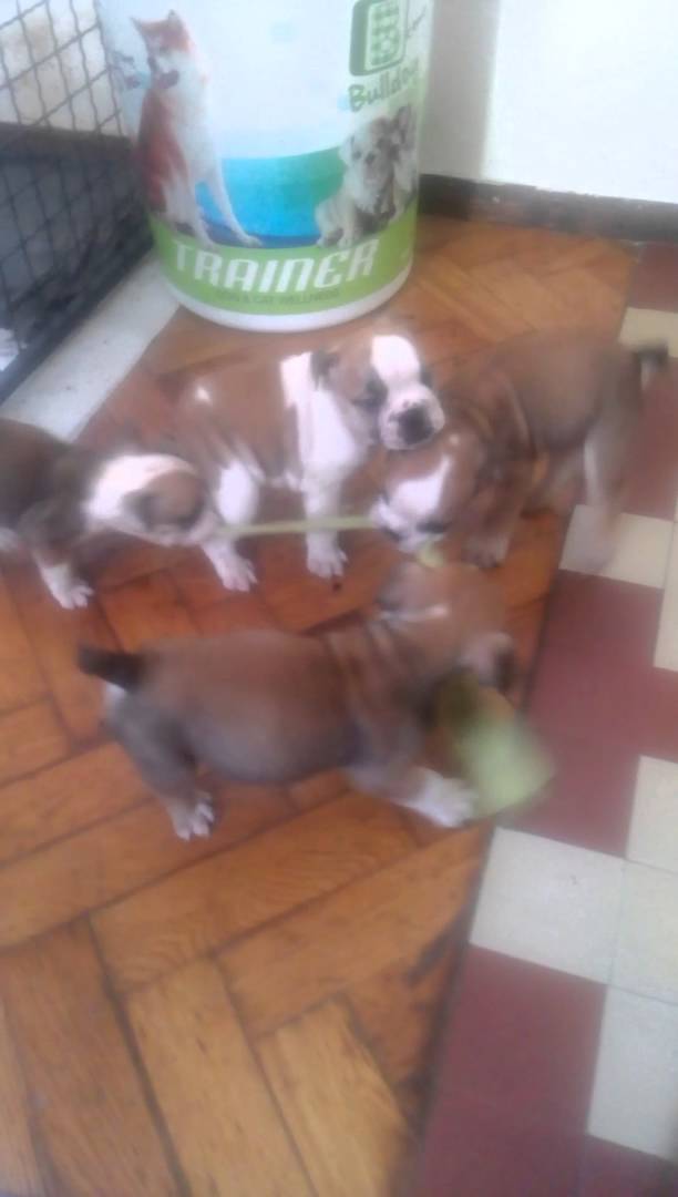 One Piece Of Cloth. More Than Half A Dozen English Bulldogs. Epic Tug Of War! #CutenessOverload