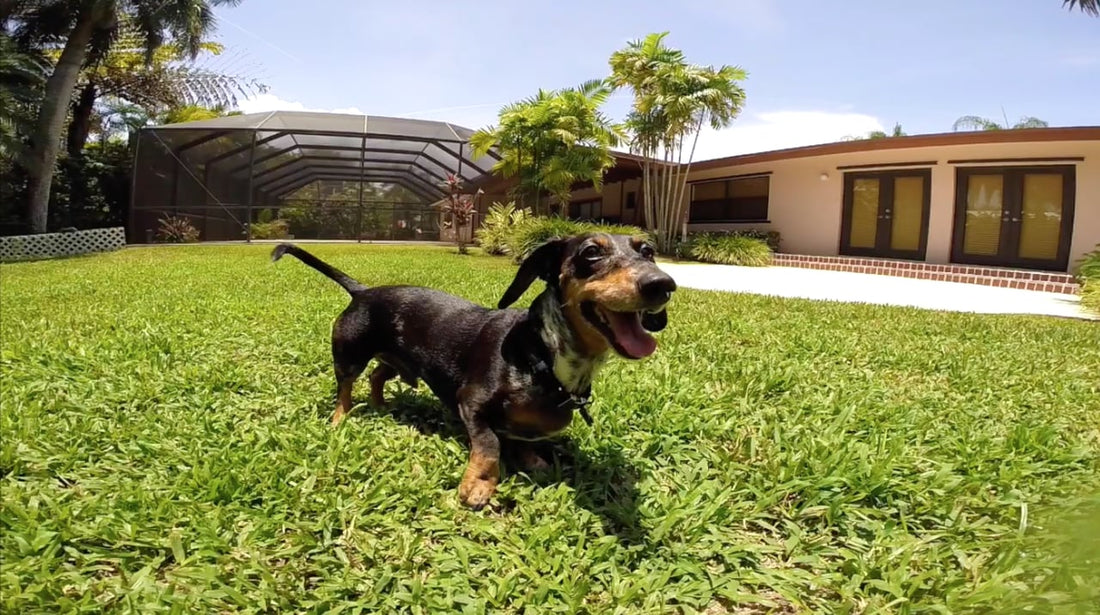 Oskie The Dachshund Is The Happiest Pup Today! This is the life!