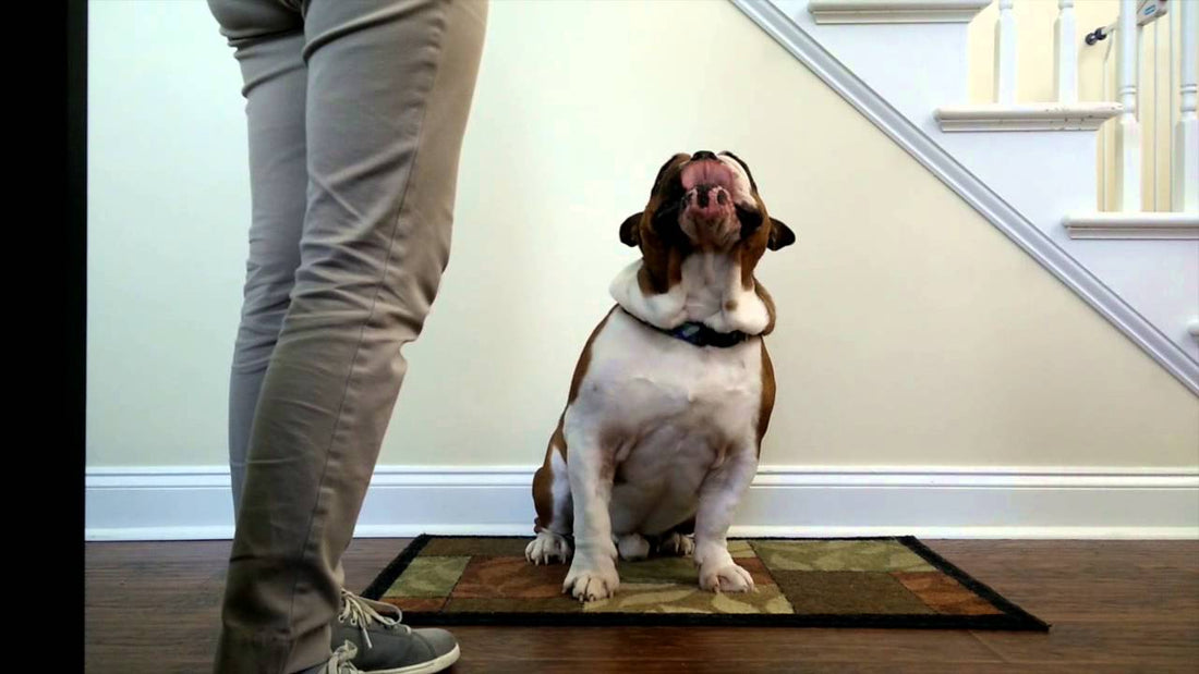 Otis The English Bulldog Helps Make Baby Announcement In The Most Adorable Way!