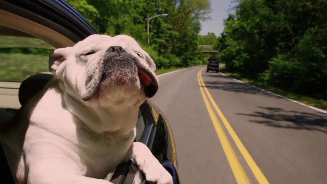 Ozzy The English Bulldog Enjoys The Ride Of A Lifetime! Now That's Adorable!