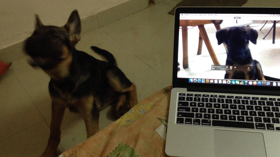 Ozzy The German Shepherd Reacts To His Own Video In A Rather Confusing Way!