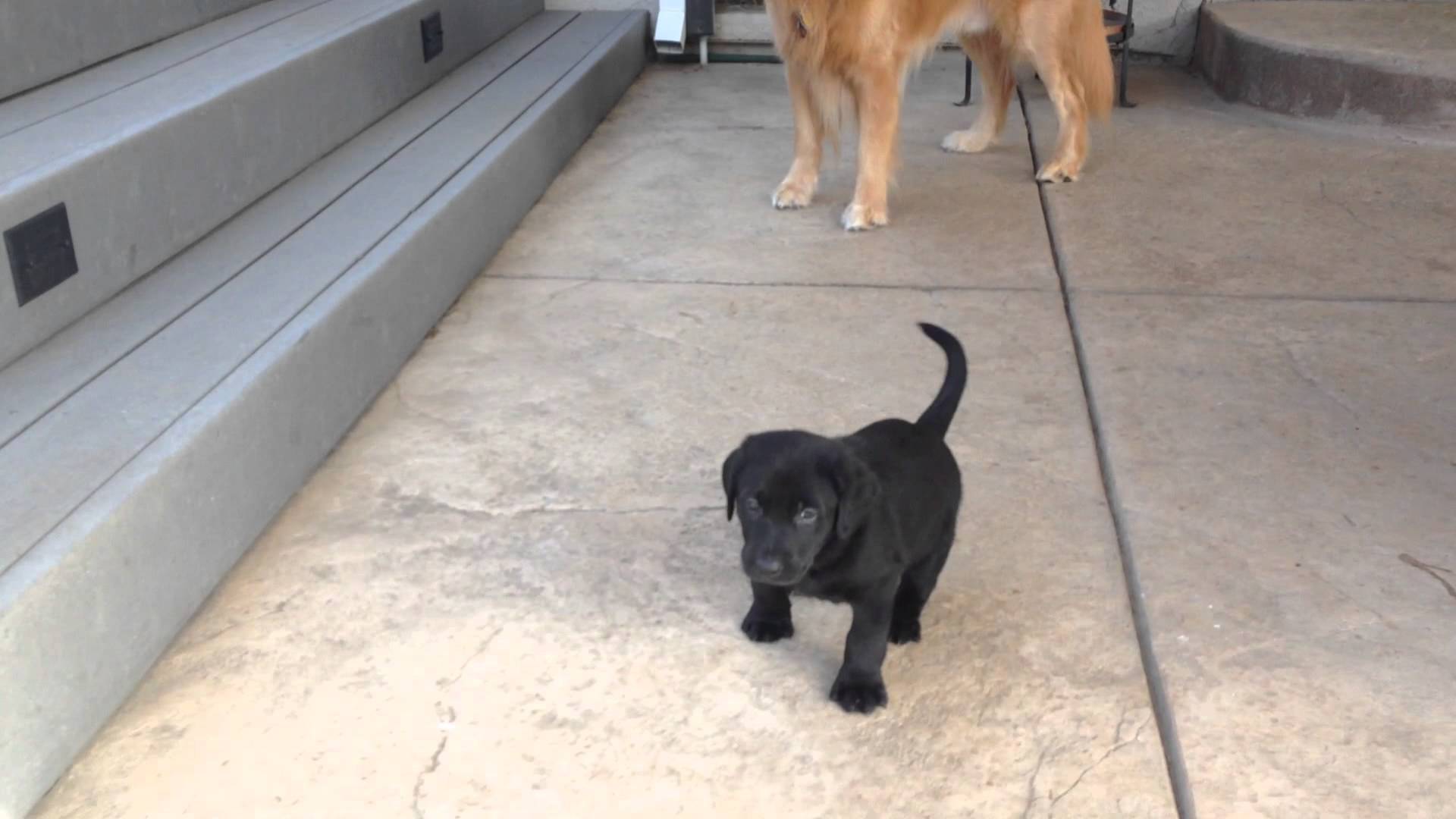 Hyper Labrador Patient Golden Retriever Can't Handle This Extra Hyper Labrador Puppy ...