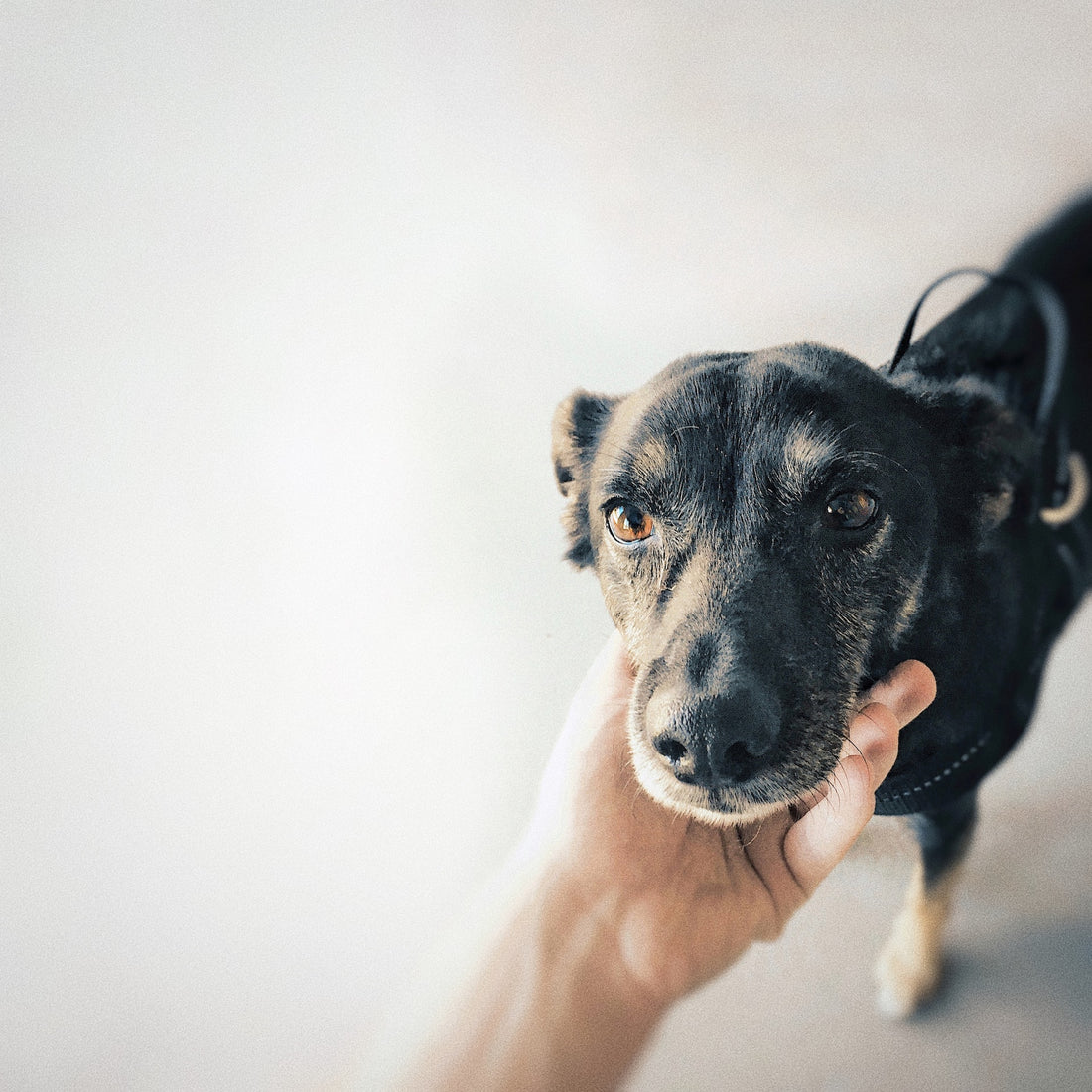 What Rehoming A Dog Ethically Means