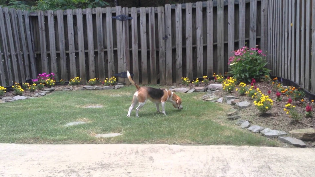 Pepper The Beagle Saw Plastic. Her Reaction Is Speechless! LOL