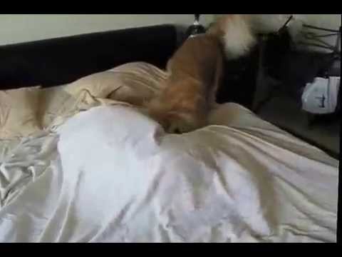 Persistent Golden Retriever Pup Won't Give Up Until His Mommy Wakes Up!