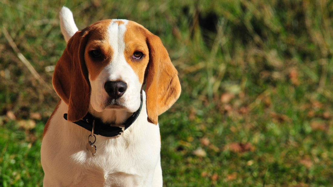 Can Beagles Live To Be 27 Years Old?