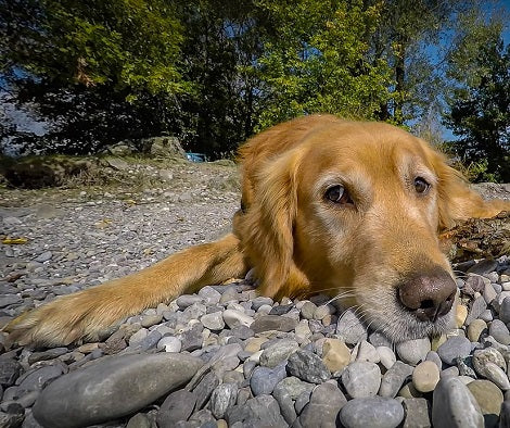 Honey Is Good For Dogs And Here Are 6 Ways You Can Use It