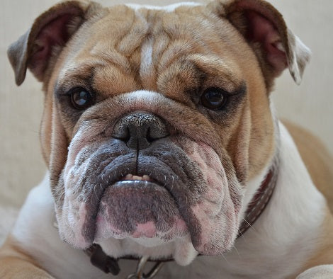 Here Are 8 Signs Of Aging In Dogs
