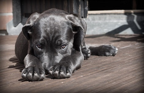 Learning The Causes Of Obesity In Dogs