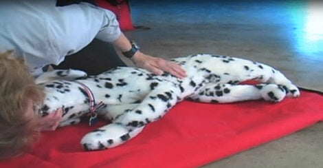 If You're A Pet Parent, You Have To See This Video. It Can Save Your Pet's Life