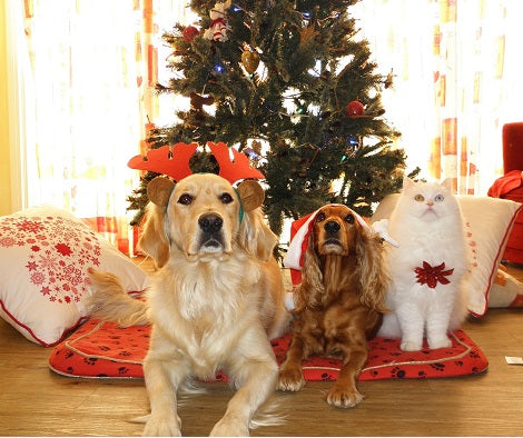 6 Tips To Keep Your Dogs Away From Christmas Trees