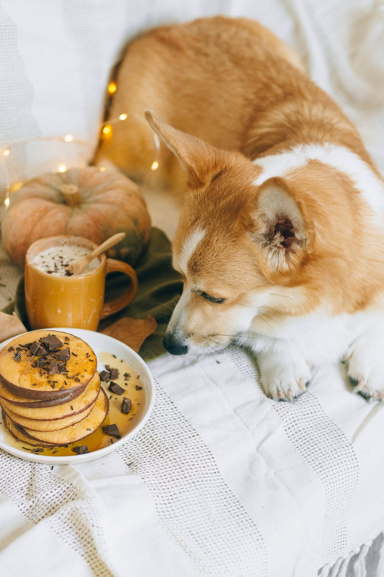 Picture of What You Should Know About Dogs and Chocolate – A Dog's Love