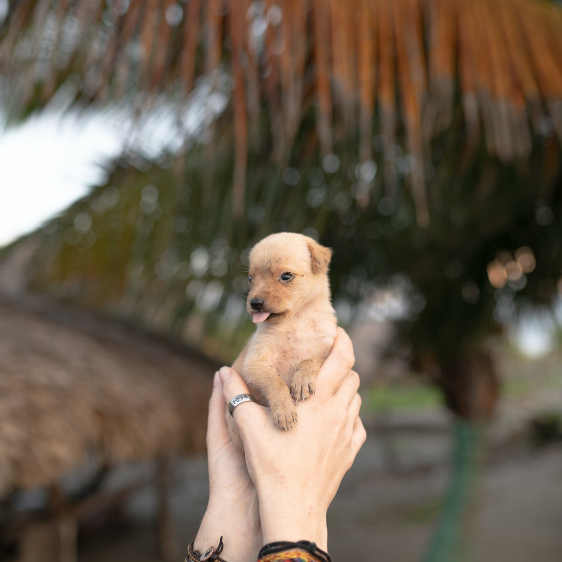 What To Do When Your Loved One Is Neglecting Their Dog