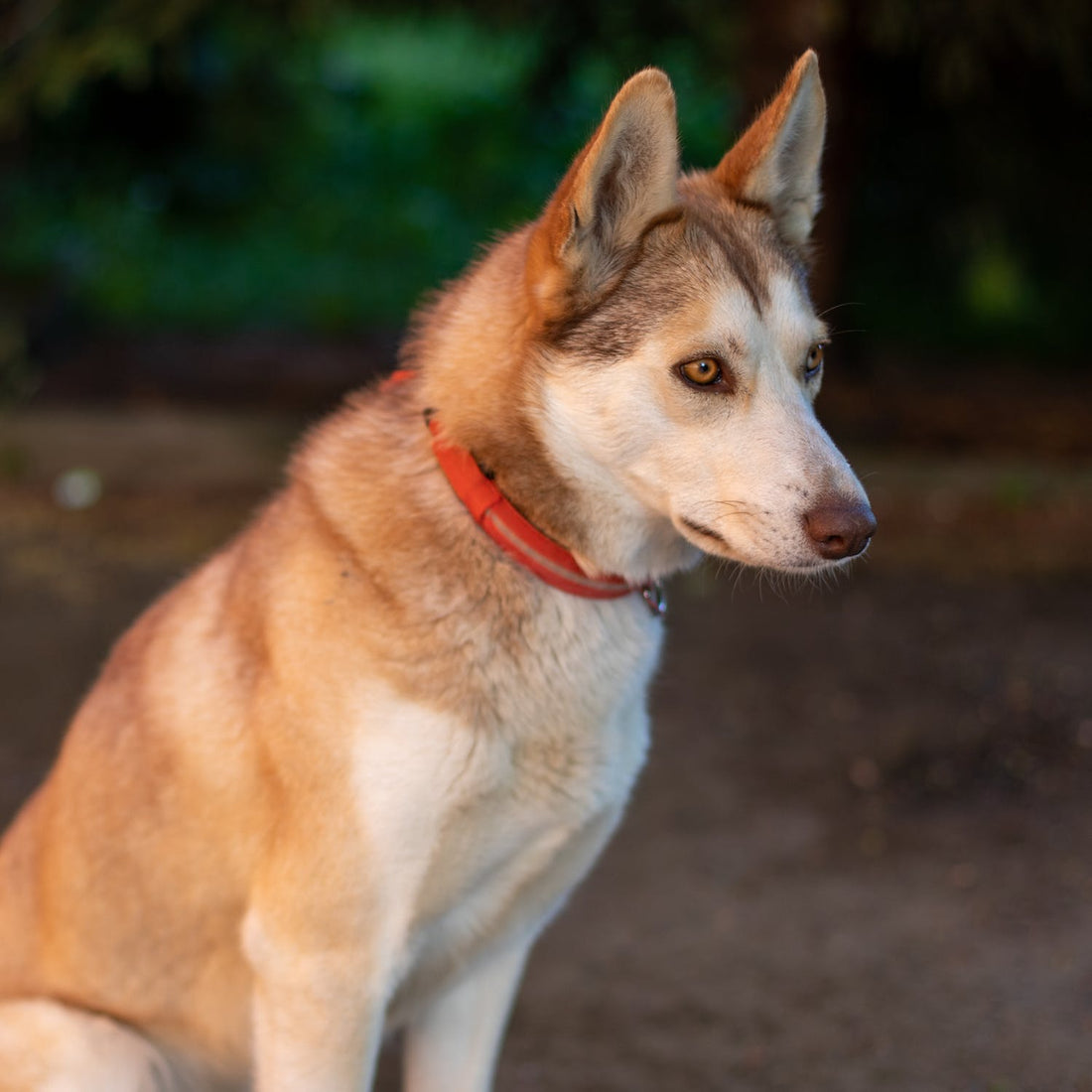 Can Dogs See Spirits And Ghosts?