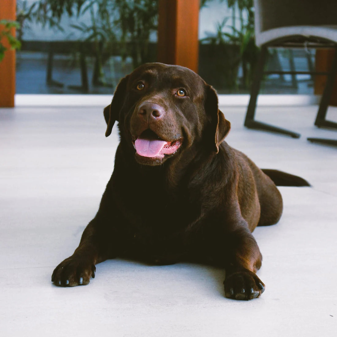 Physical and Mental Signs that Your Dog is Aging