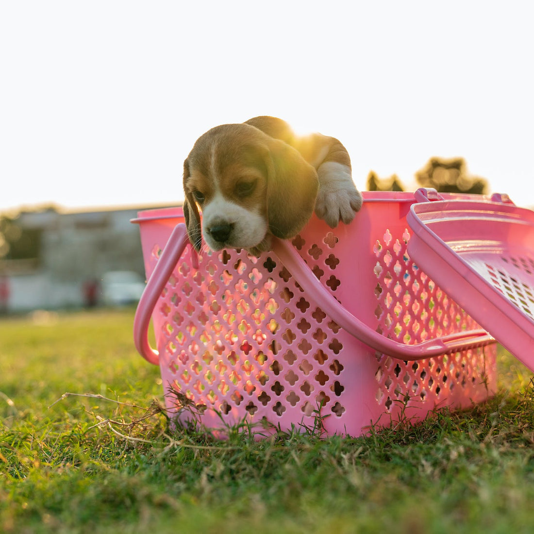 Why Your Dog Eats Dirt