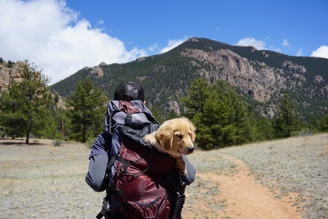 4 Essential Items You Need When Travelling with Dogs