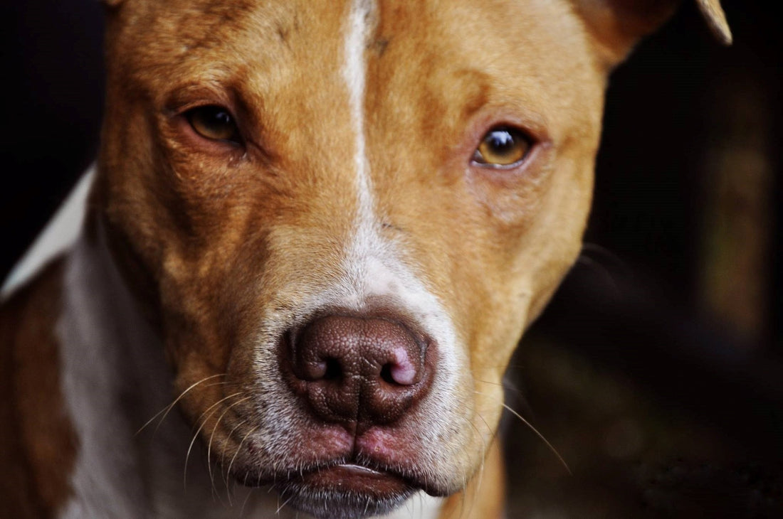 3 Ways To Fight BSL For The Pit Bulls We Love