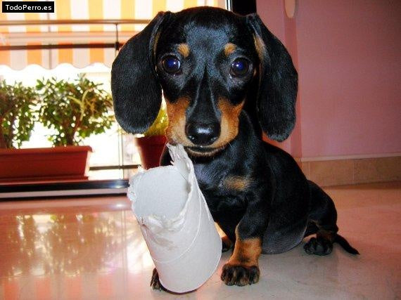 Adorable Dachshund Pups Have 8 Hilarious Friendship Quotes To Share With You!