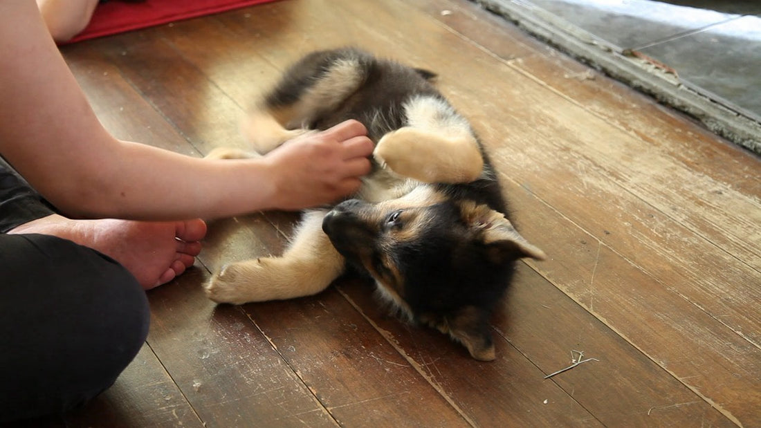 Pocky The German Shepherd Absolutely Loves His Precious Belly Rubs!