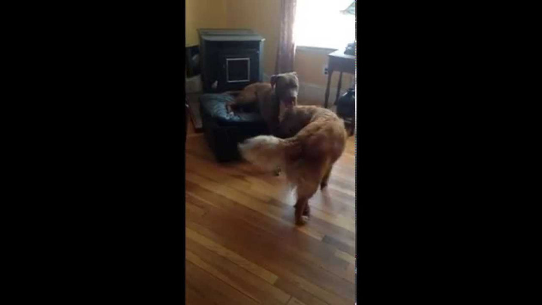 Pokey The Golden Retriever Can't Wait To Play With Chester, Who's Busy Playing Lazy!