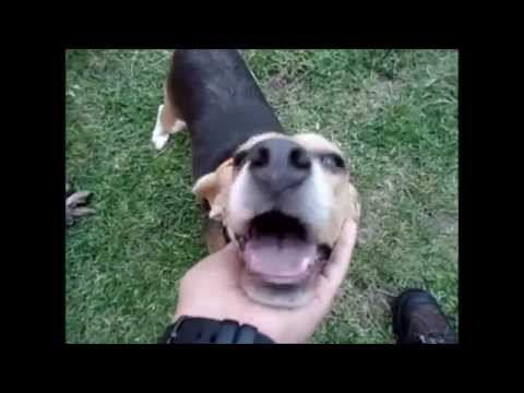 Polly The Beagle Is So Happy To See Her Persons Again That She Can't Contain Herself!