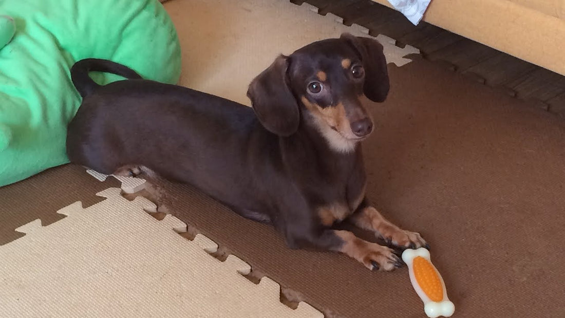 Doxie Knows The Importance Of Dental Hygiene!