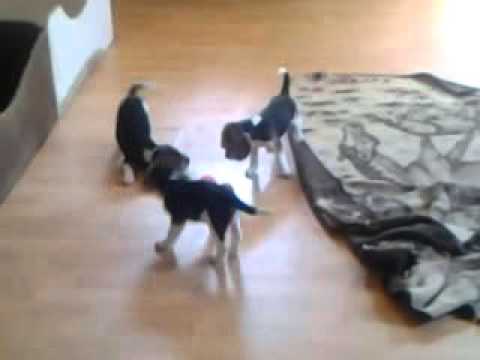 Protective Beagle Brother Goes Nuts Over A Pair Of Balls, Tells Siblings To Back Away!